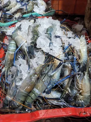 Giant Freshwater Prawn For Sale