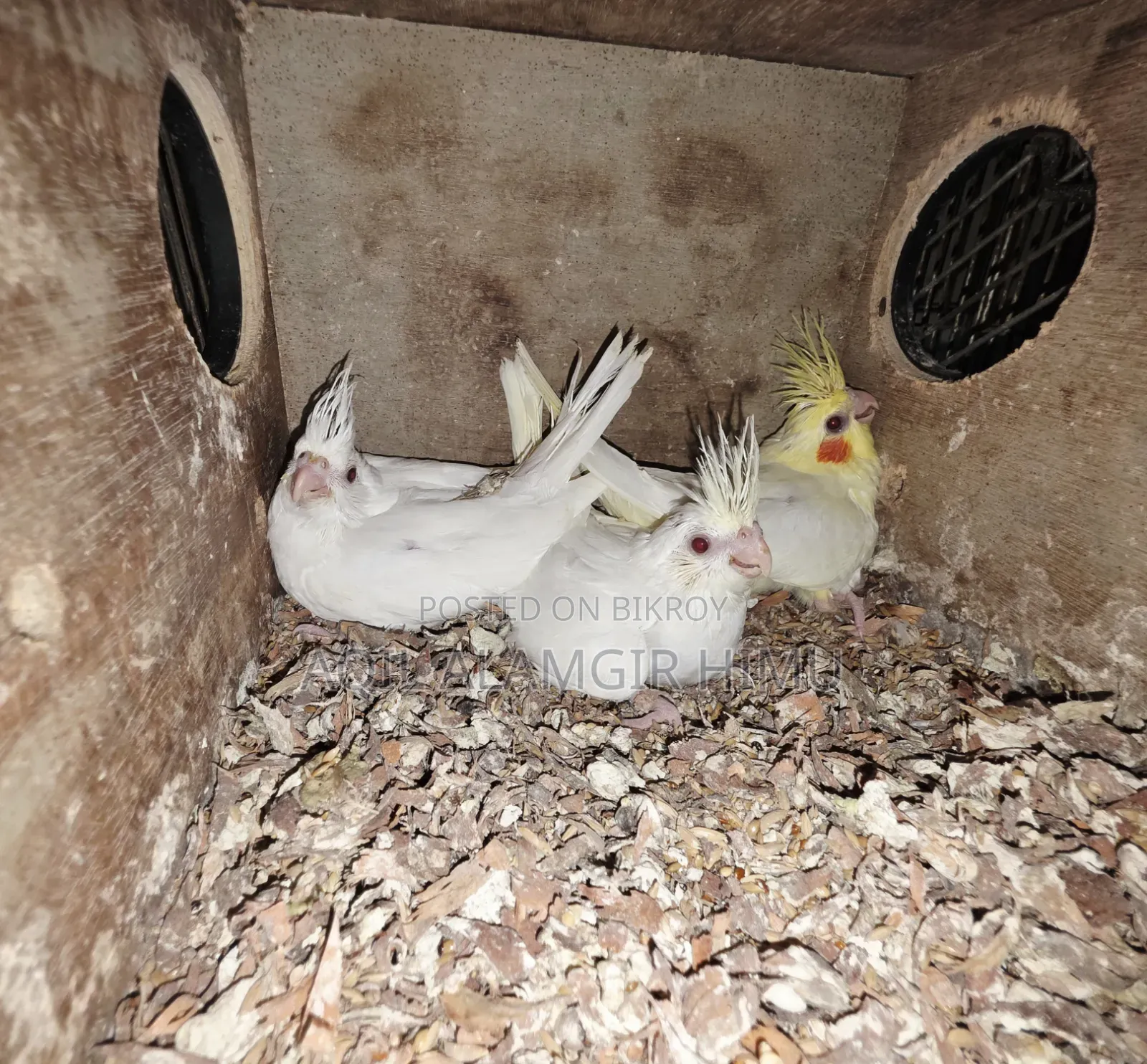 Cockatiel Bird
