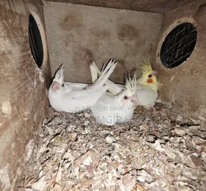 Cockatiel Bird