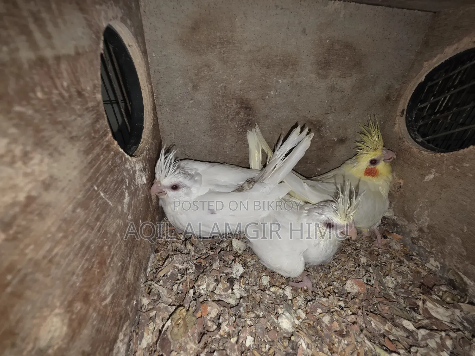 Cockatiel Bird