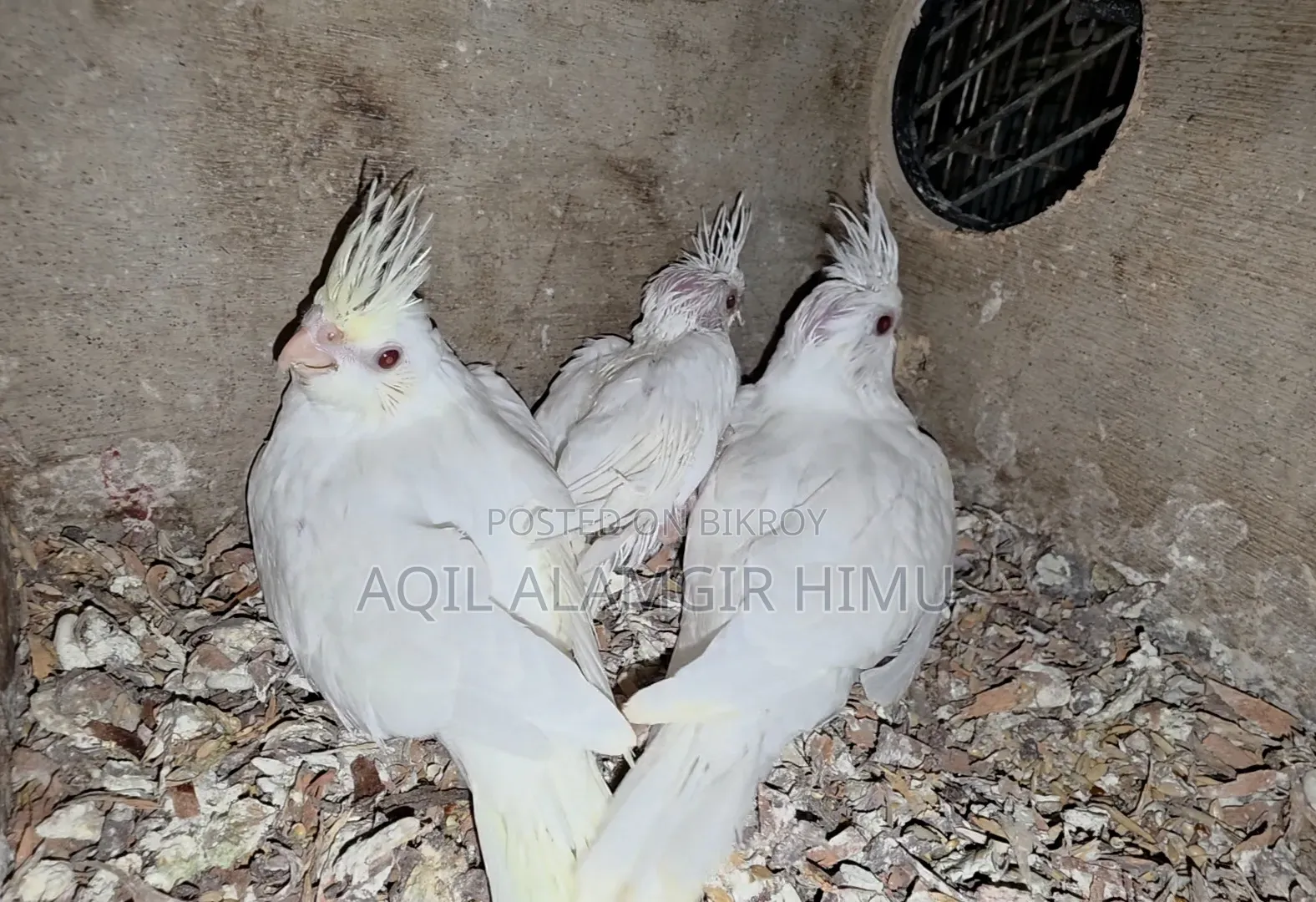 Cockatiel Bird