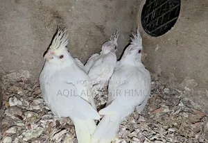 Cockatiel Bird