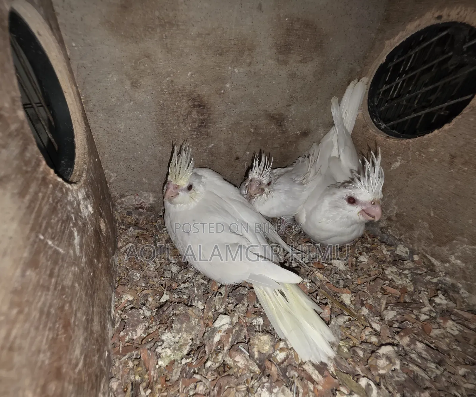 Cockatiel Bird