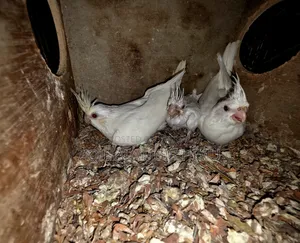 Cockatiel Bird
