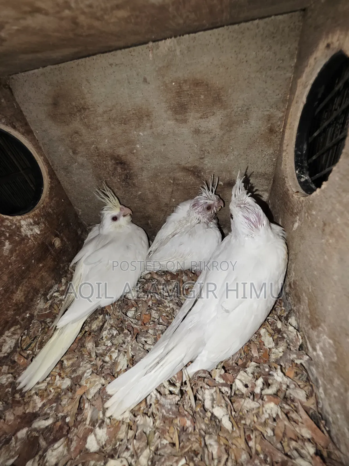 Cockatiel Bird