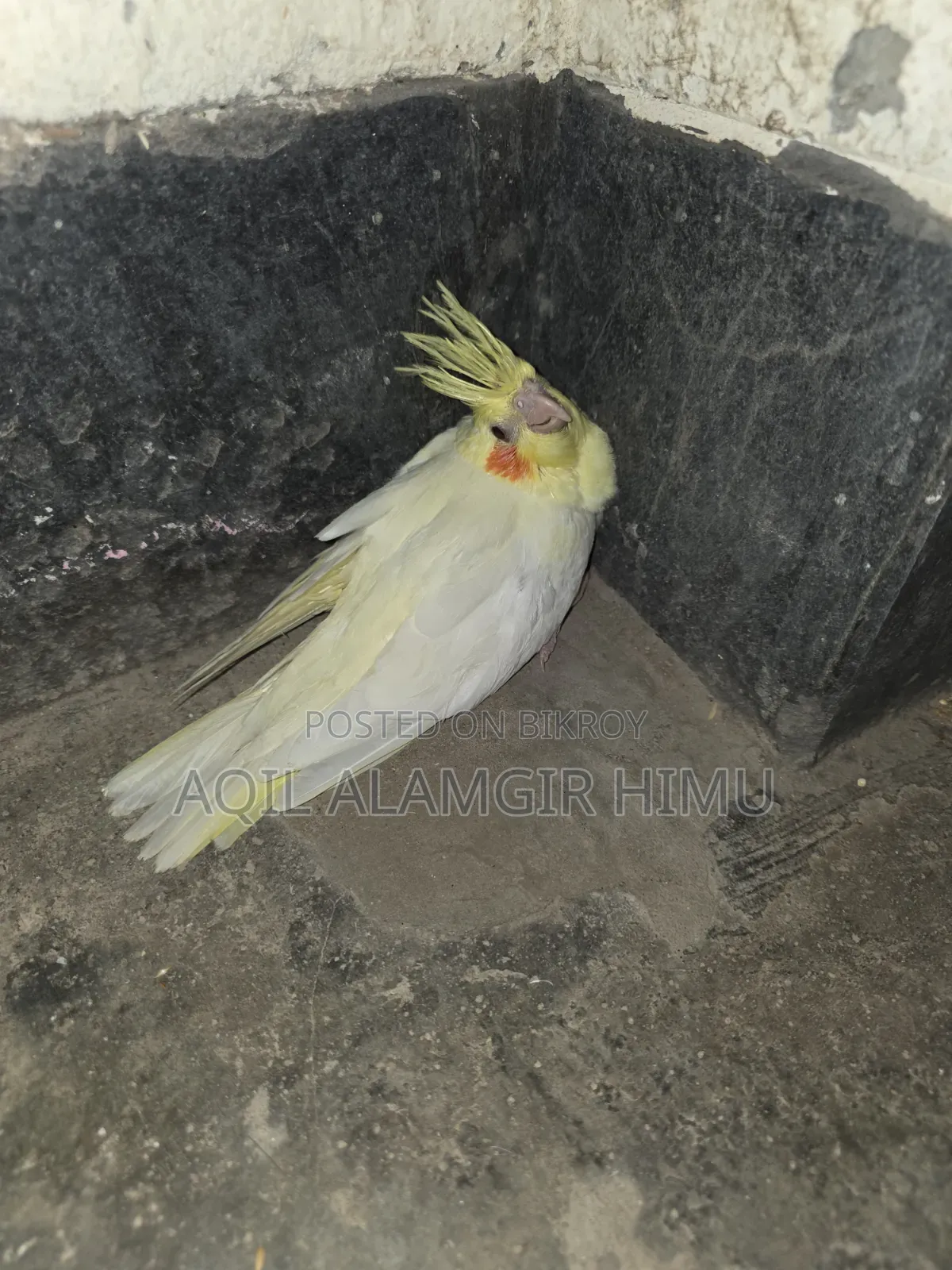 Cockatiel Bird