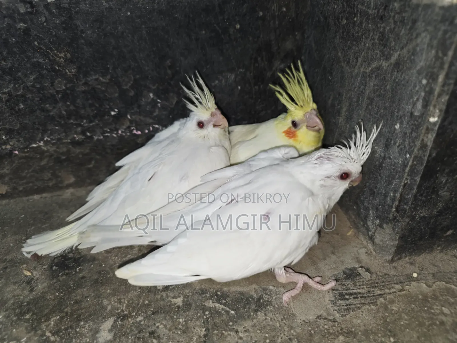 Cockatiel Bird