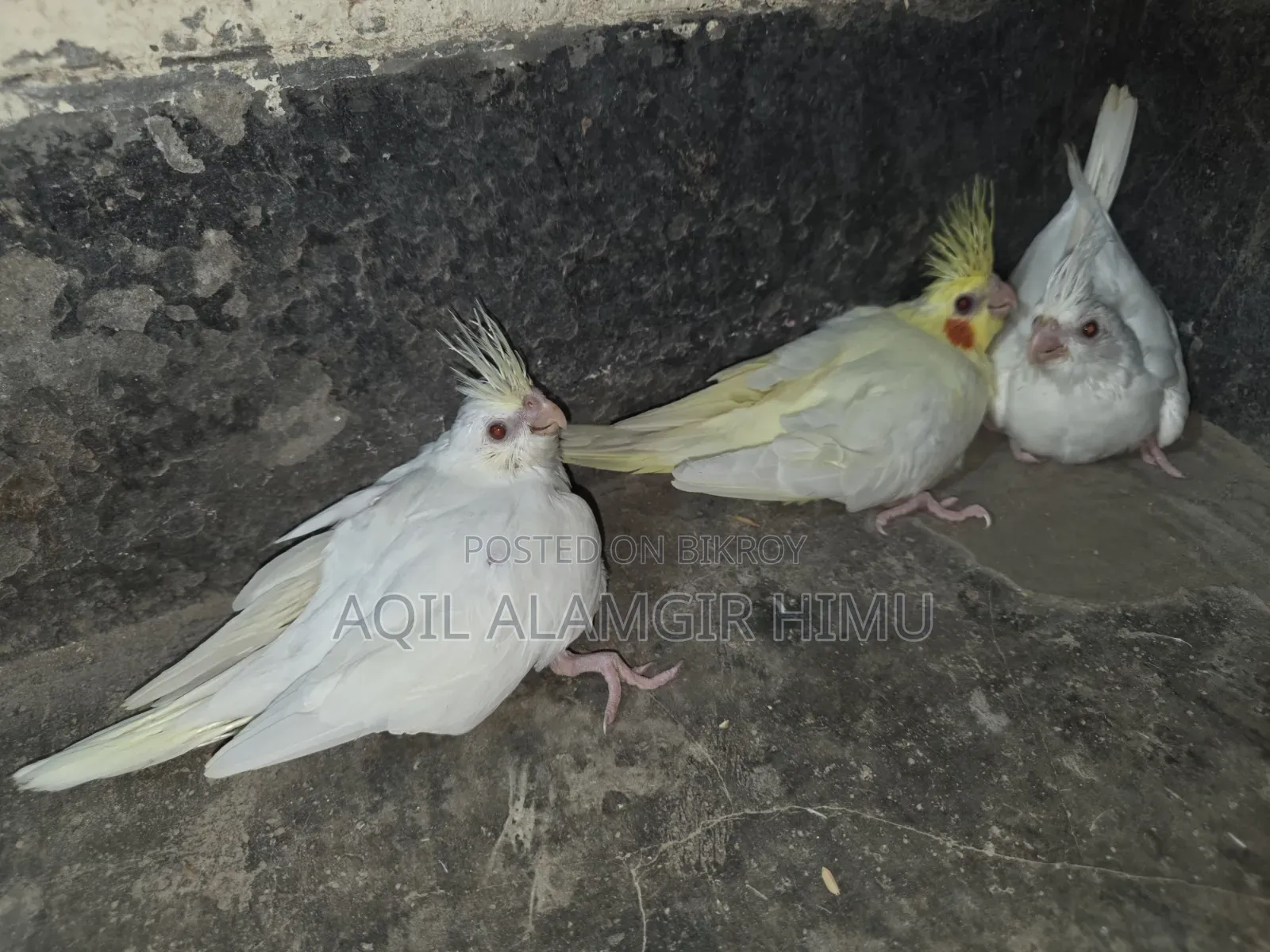 Cockatiel Bird