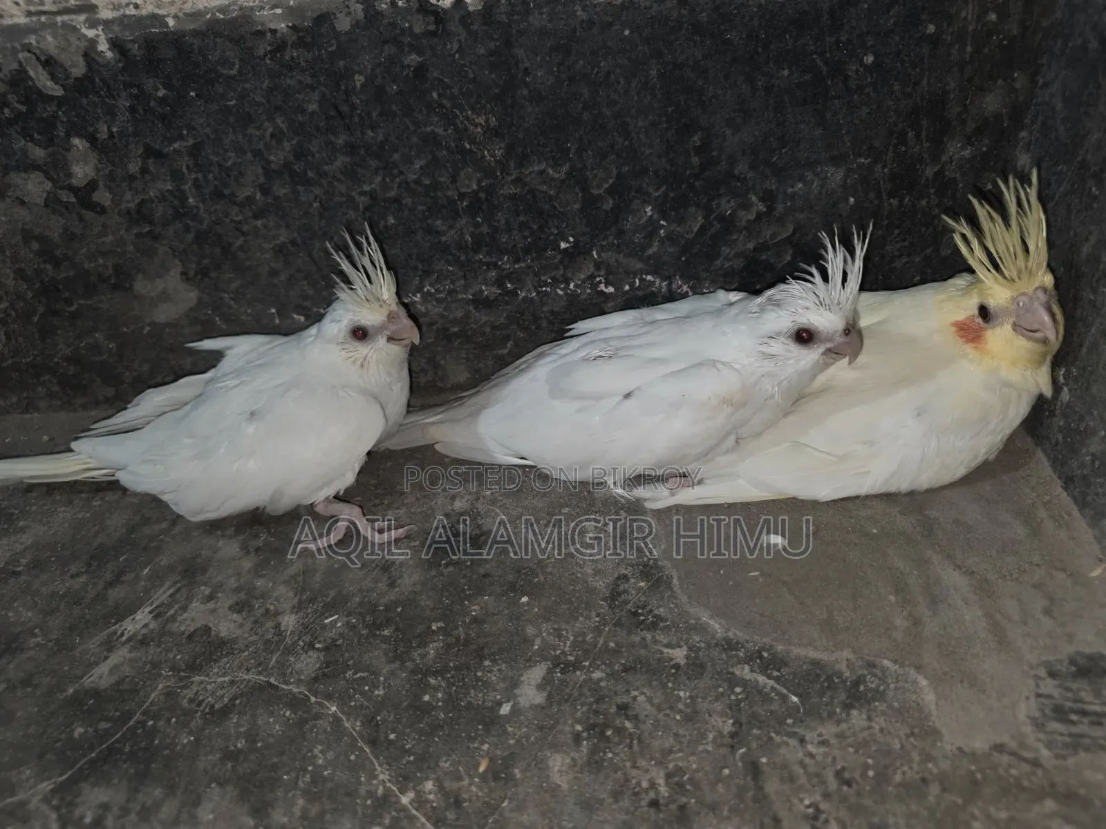Cockatiel Bird