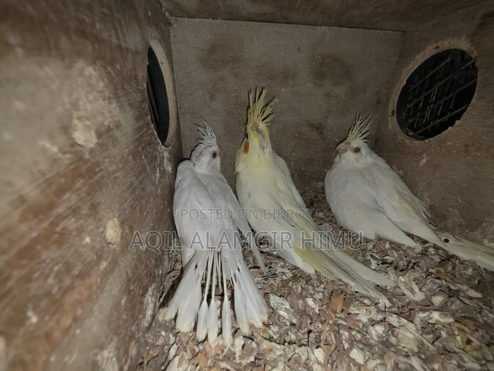 Cockatiel Bird