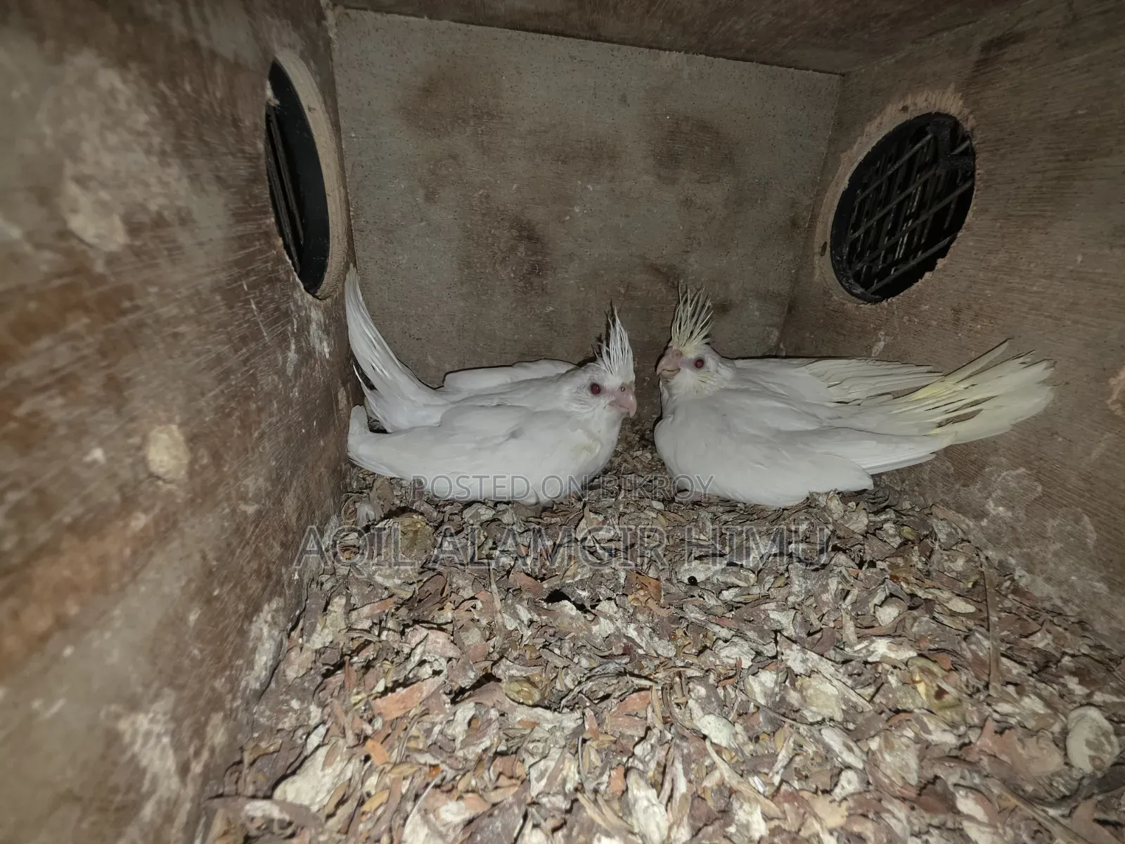 Cockatiel Bird