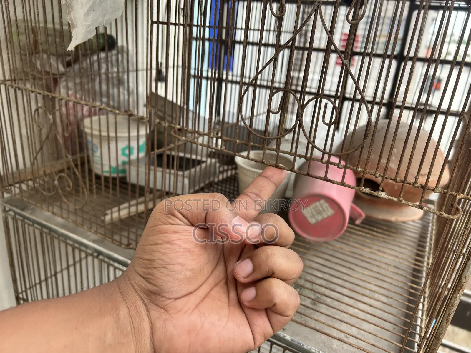 Bird Cage 3 Story