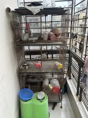 Bird Cage 3 Story