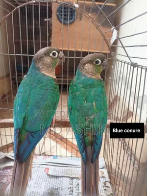 Blue Conure New Adults Pair
