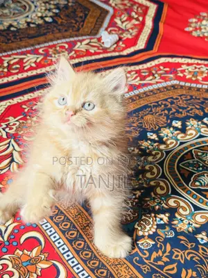 1-3 months Male Purebred Persian