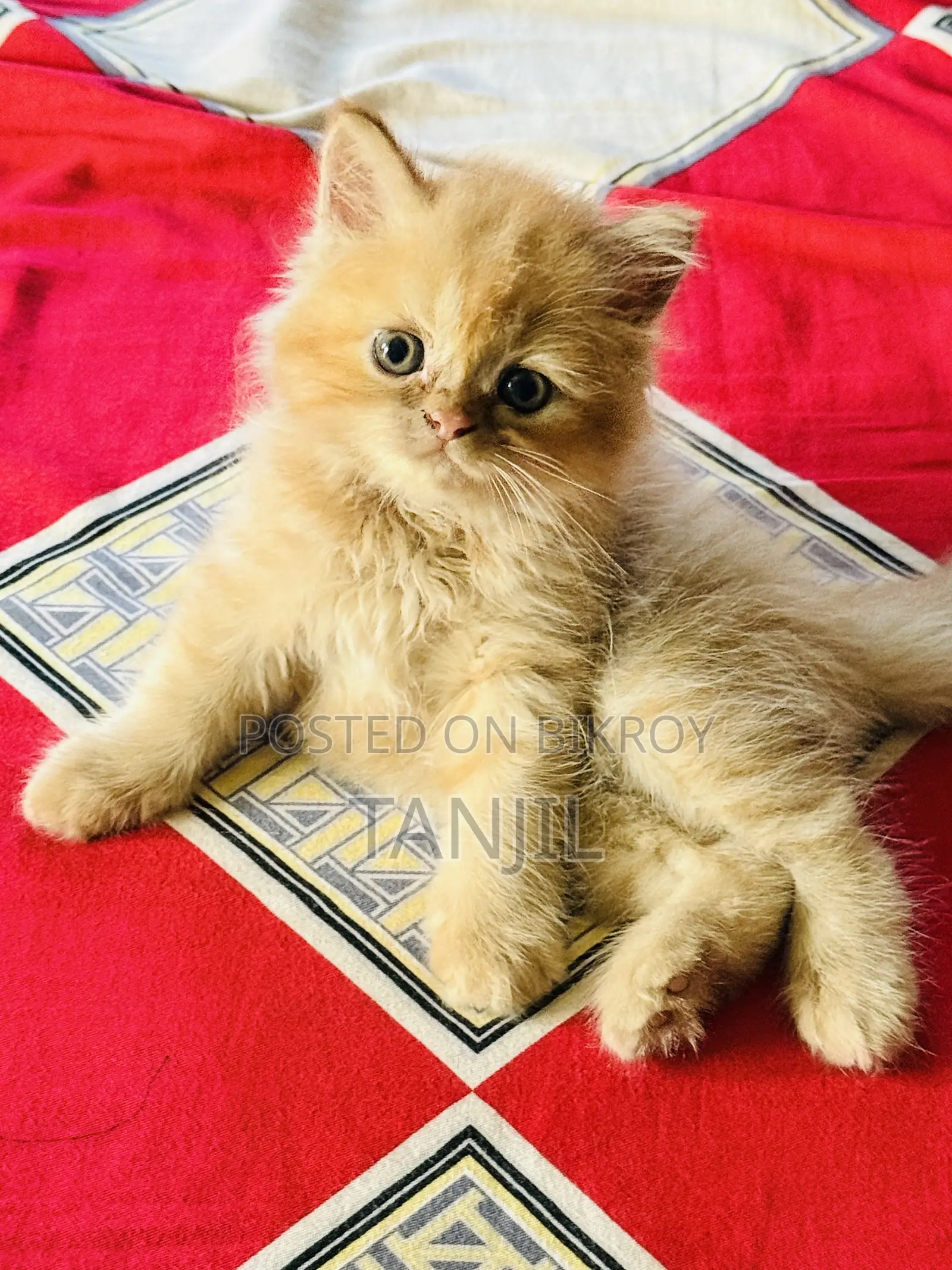 1-3 months Male Purebred Persian