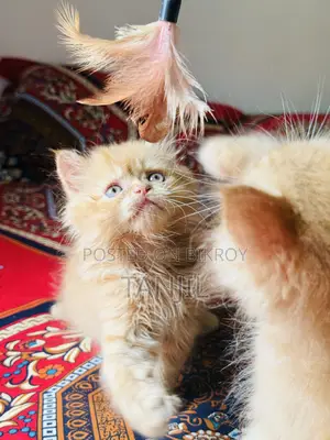 1-3 months Male Purebred Persian