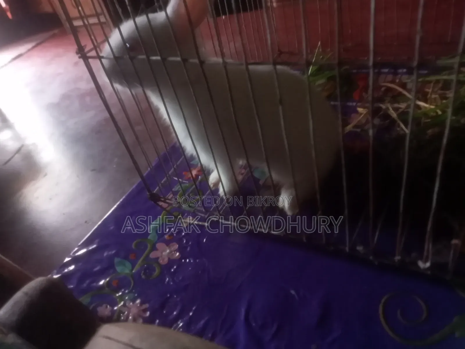 Rabbit Baby