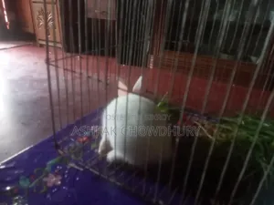 Rabbit Baby