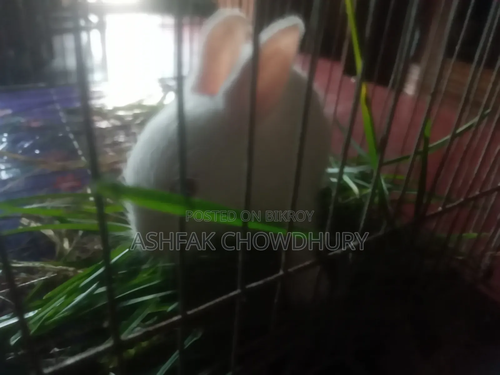 Rabbit Baby