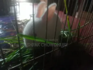 Rabbit Baby