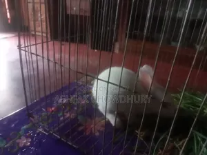 Rabbit Baby