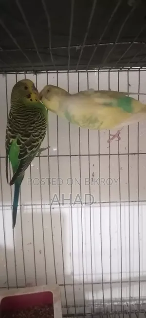 Running master pair with eggs and one single male for sale.