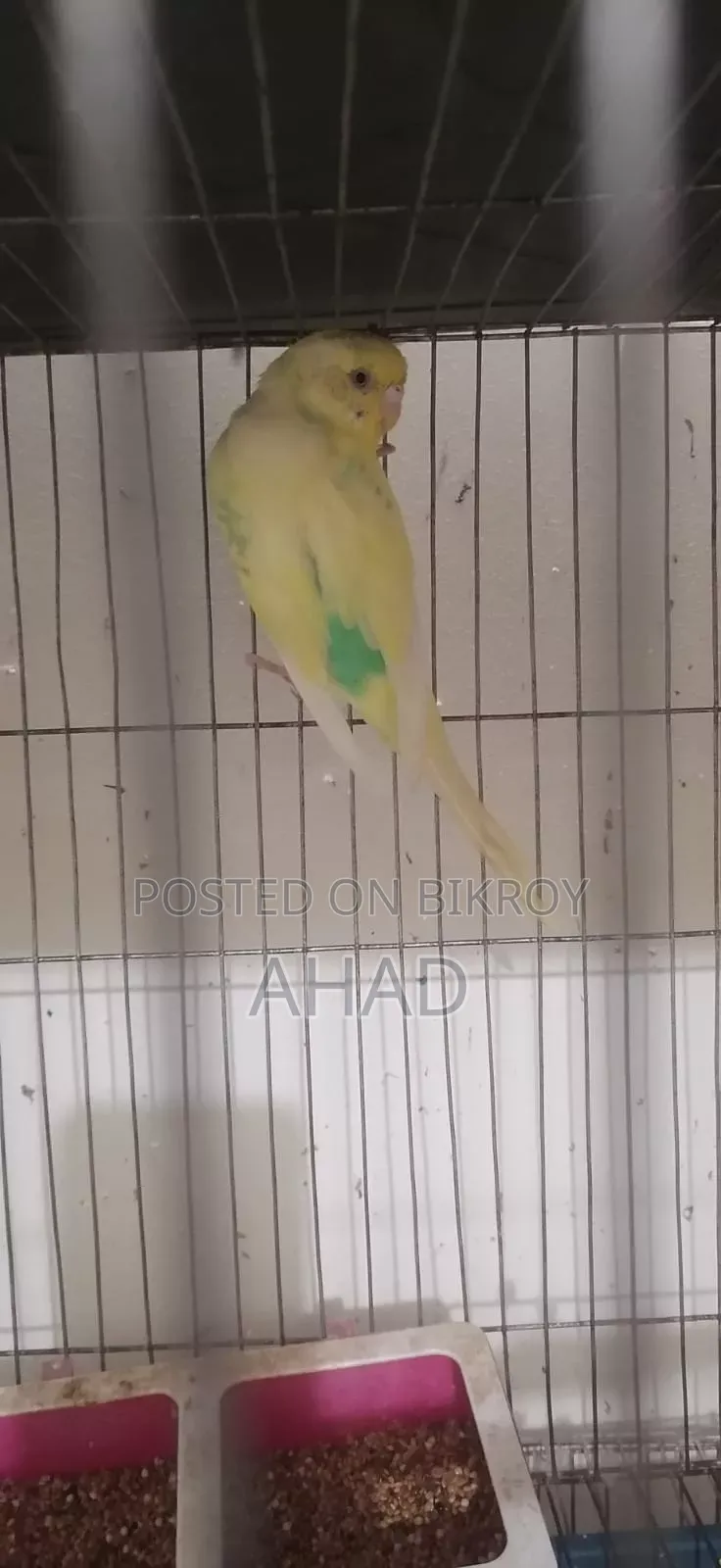 Running master pair with eggs and one single male for sale.