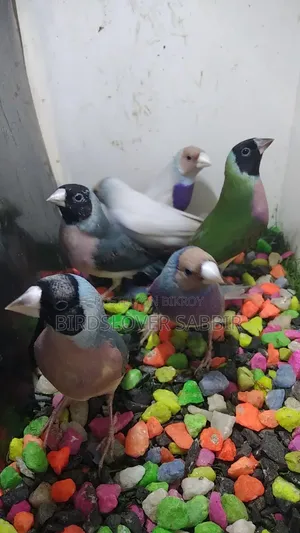 Blue Silver Gouldian Finch Bird.