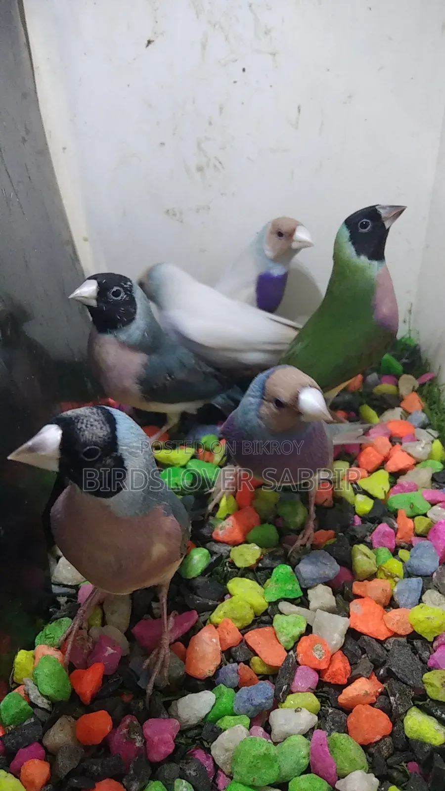 Blue Silver Gouldian Finch Bird.