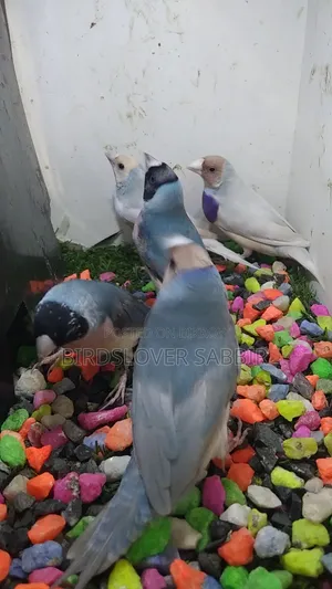 Blue Silver Gouldian Finch Bird.