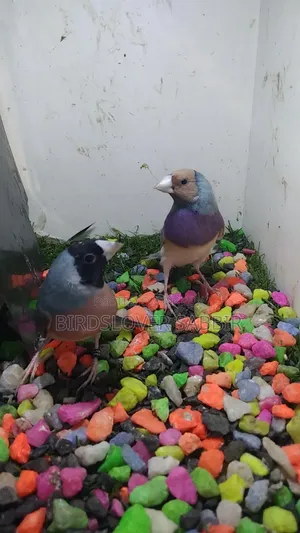 Blue Silver Gouldian Finch Bird.