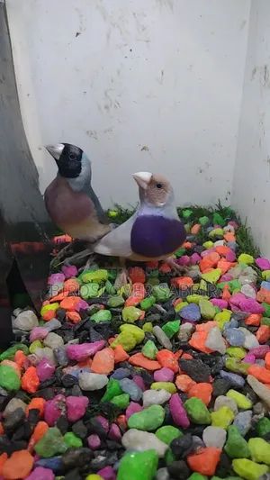 Blue Silver Gouldian Finch Bird.