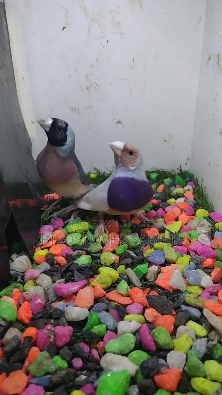 Blue Silver Gouldian Finch Bird.