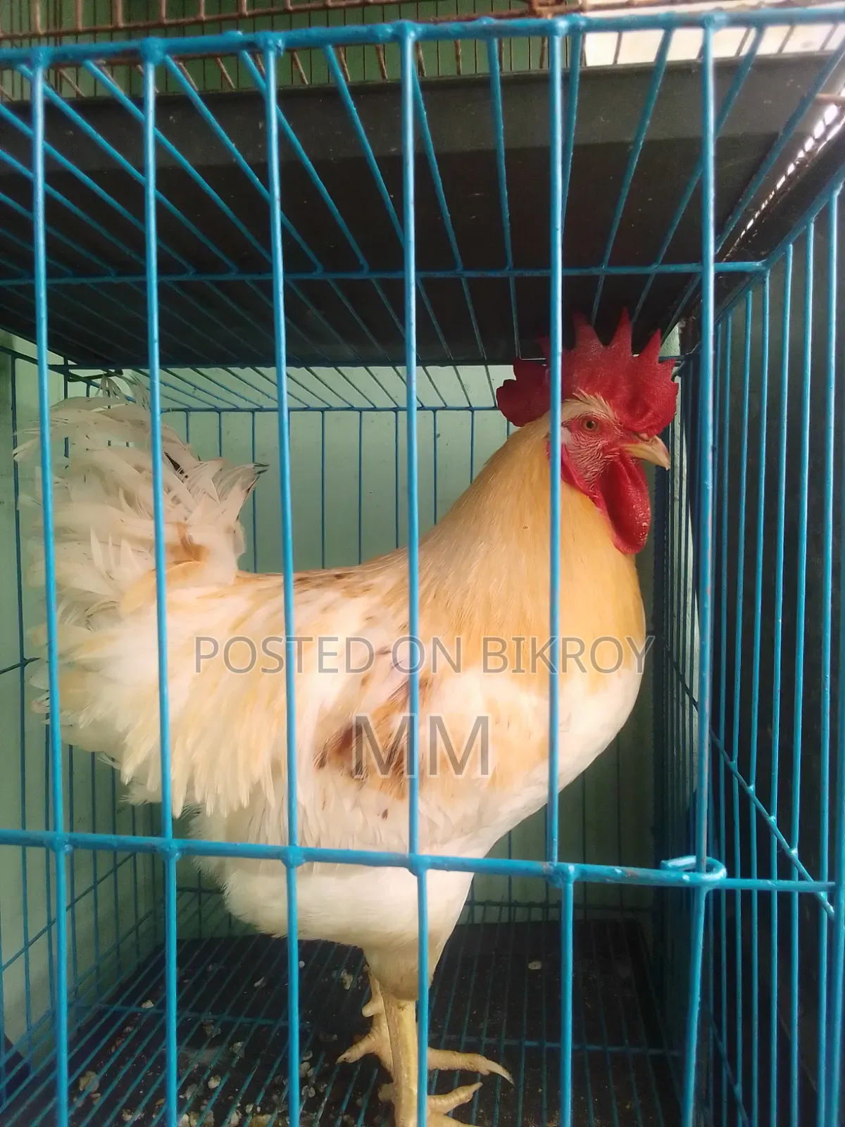 Rooster for sale