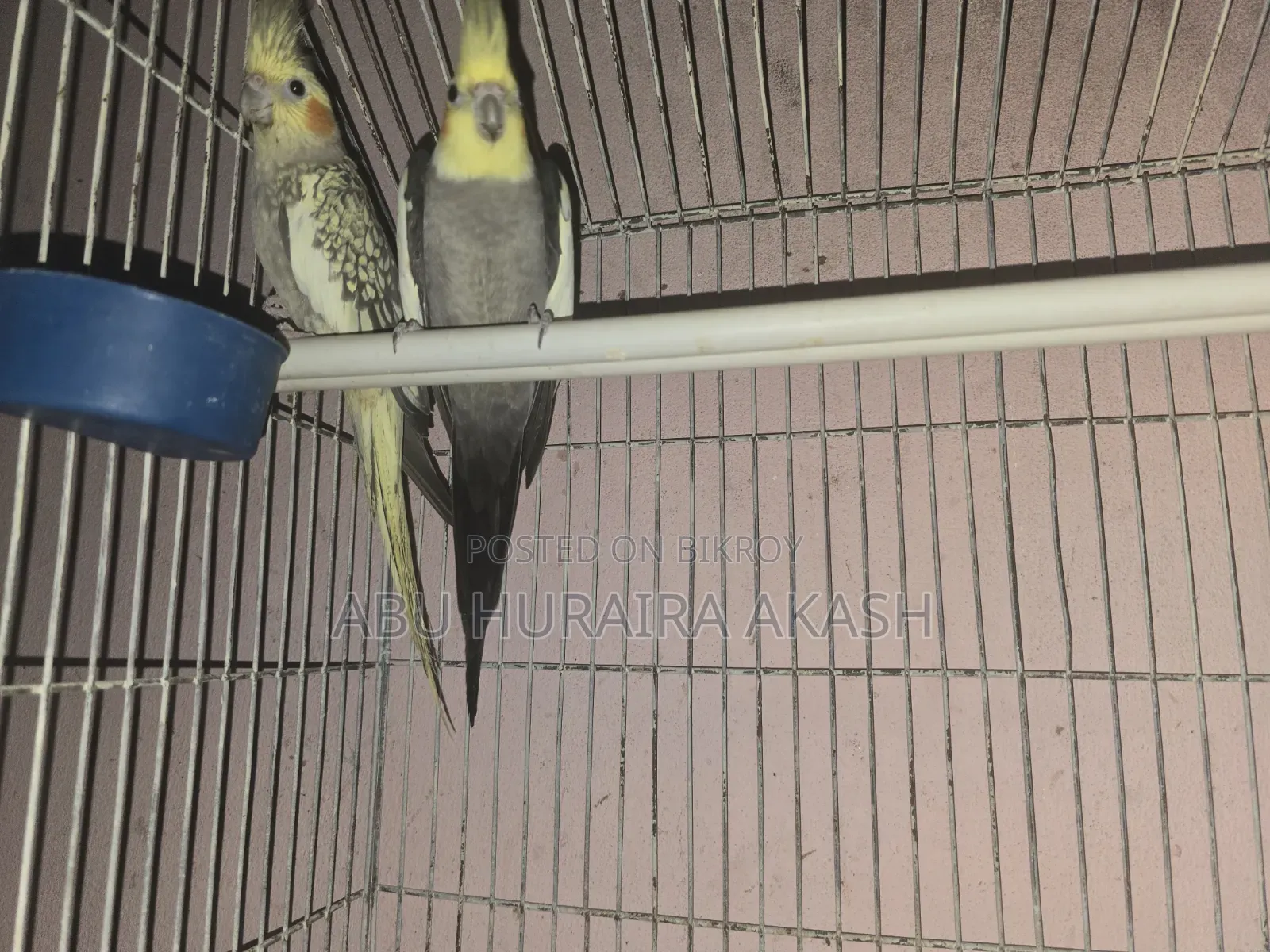 Running Cockatiel Bird Pair
