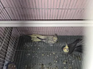 Running Cockatiel Bird Pair