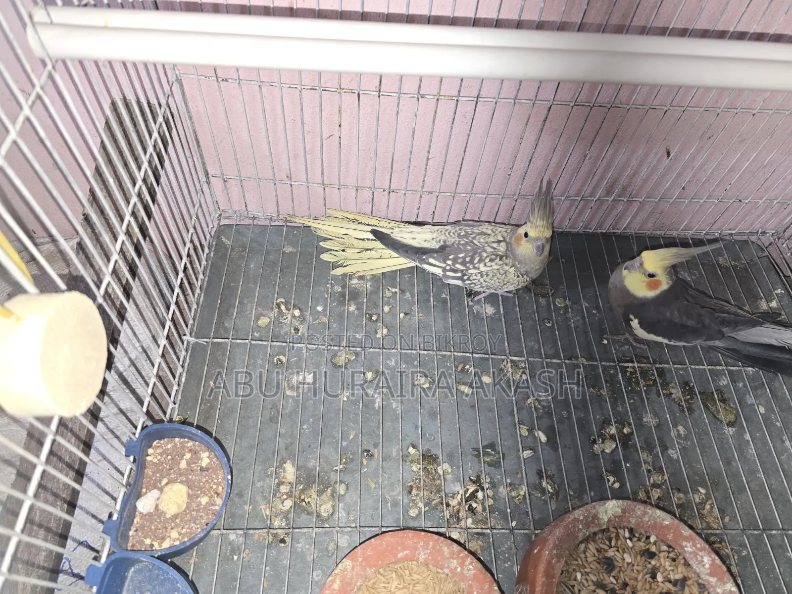Running Cockatiel Bird Pair