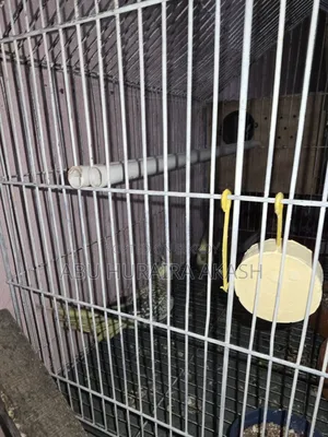 Running Cockatiel Bird Pair