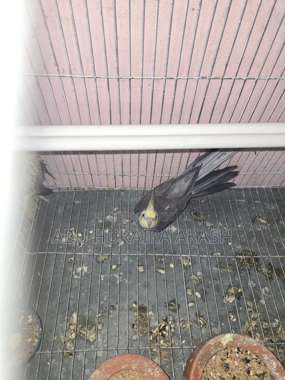 Running Cockatiel Bird Pair