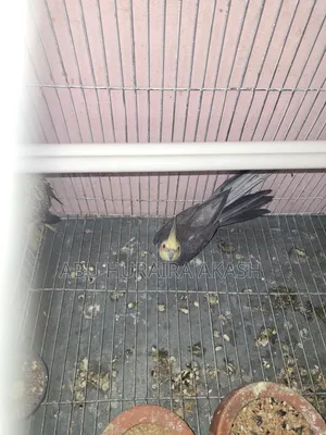 Running Cockatiel Bird Pair