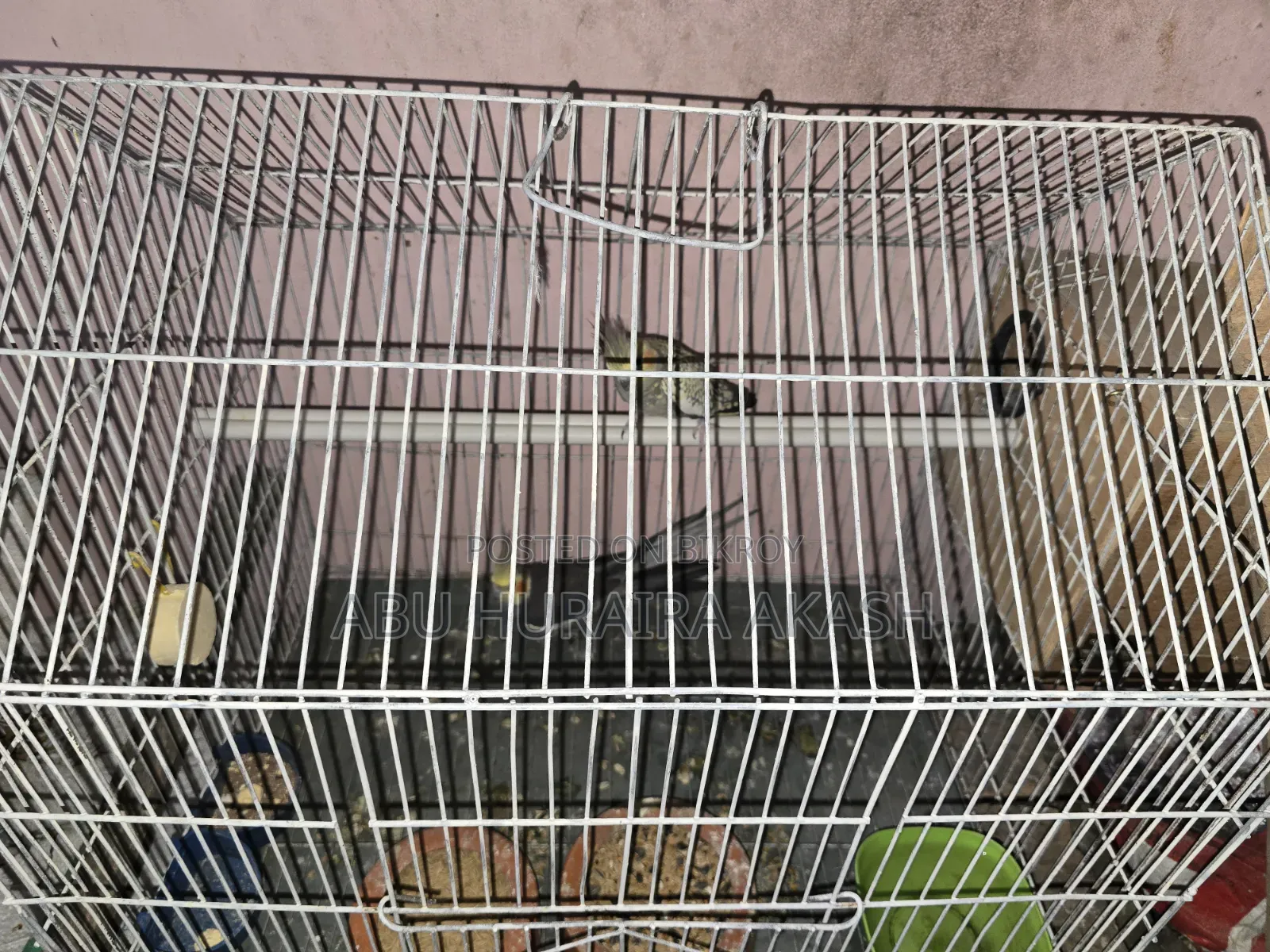 Running Cockatiel Bird Pair