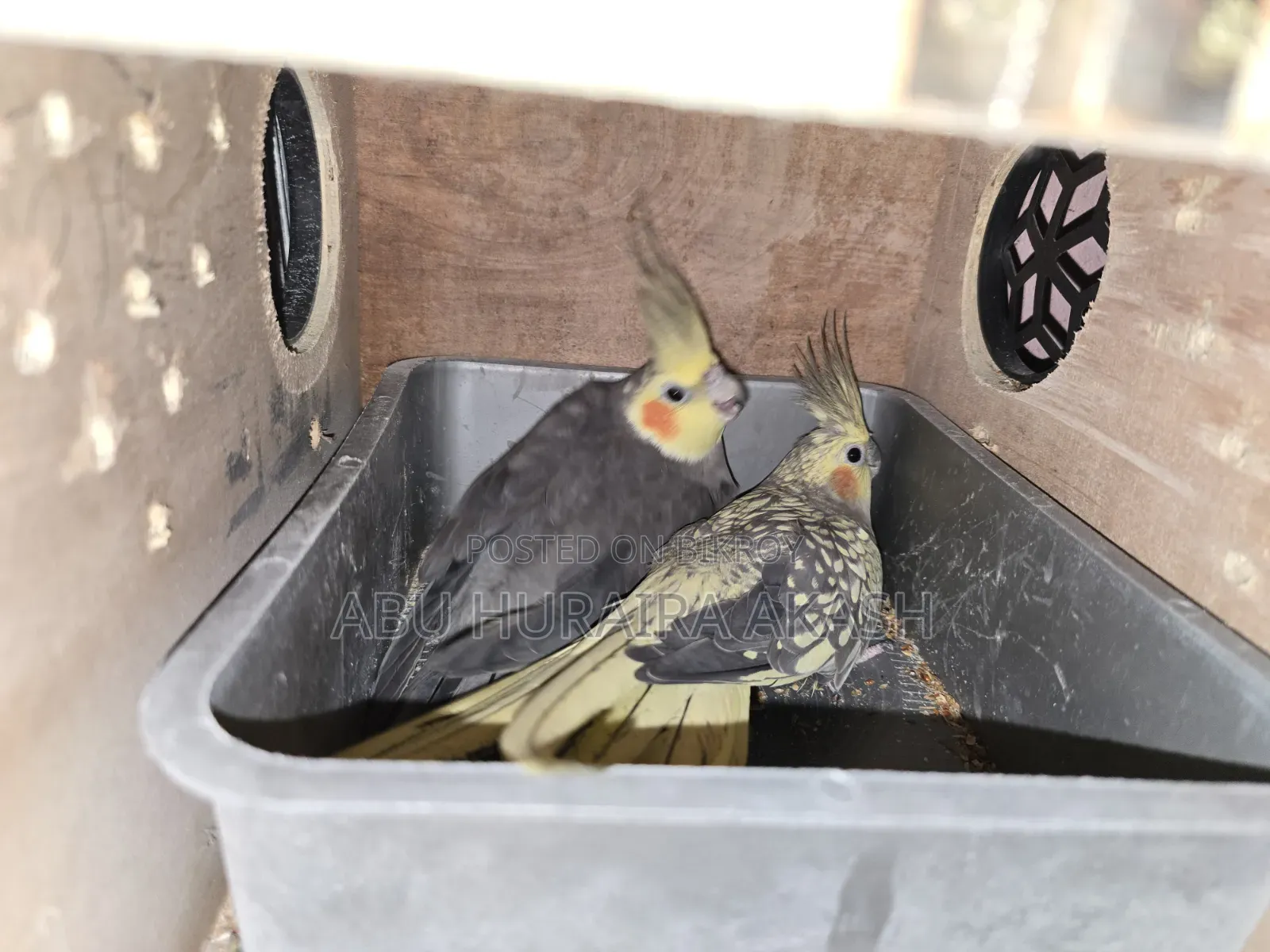 Running Cockatiel Bird Pair