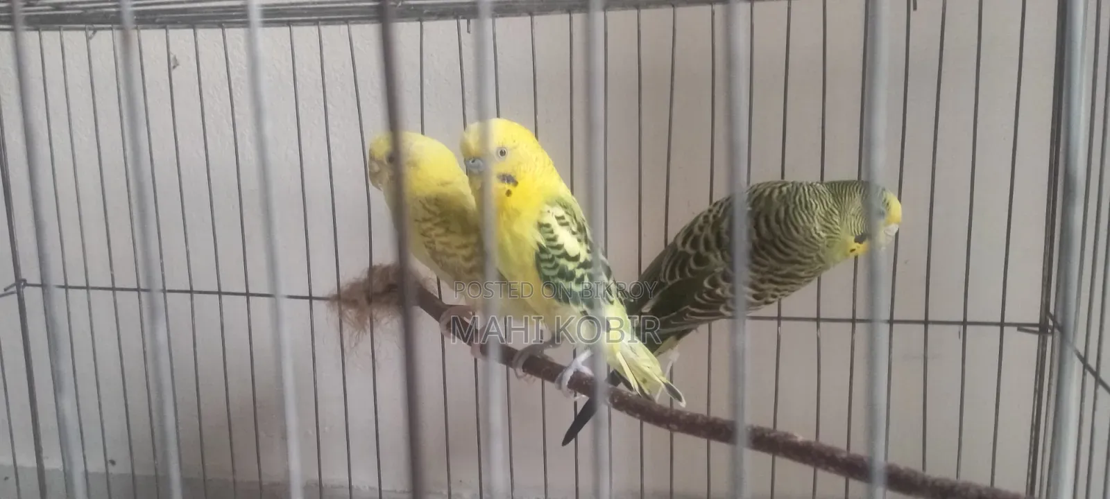 Budgerigar Bird
