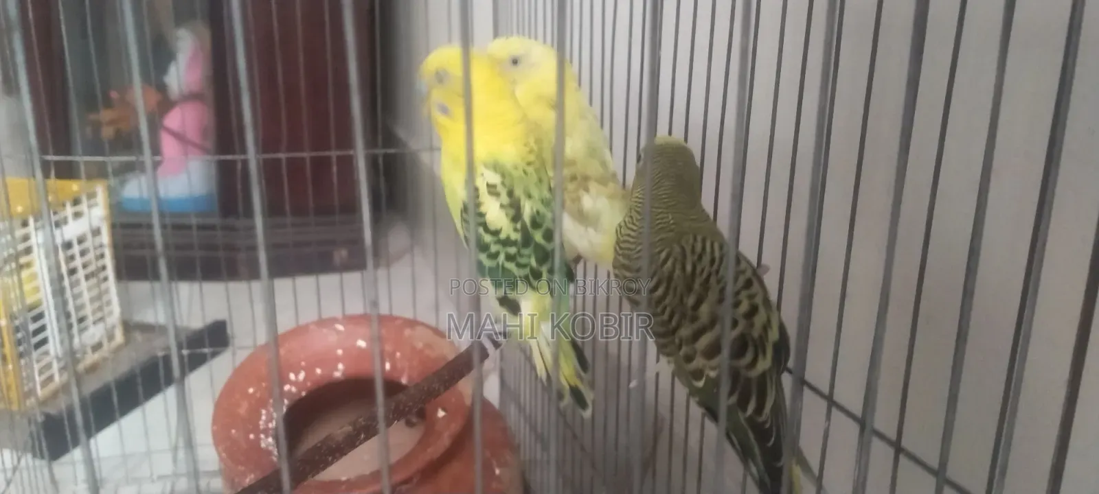 Budgerigar Bird