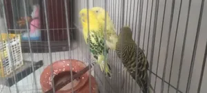 Budgerigar Bird