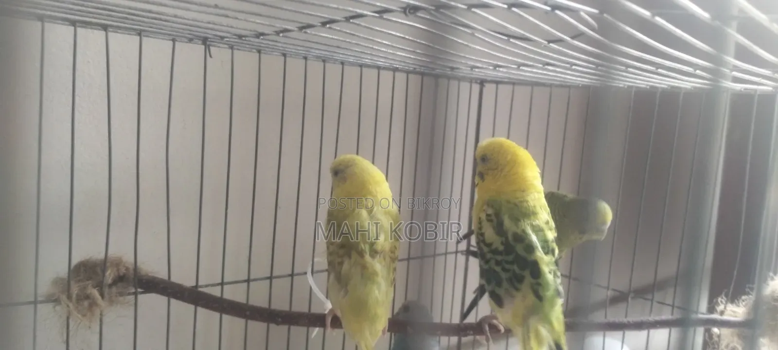 Budgerigar Bird