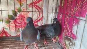 Pair of Racer Pigeons