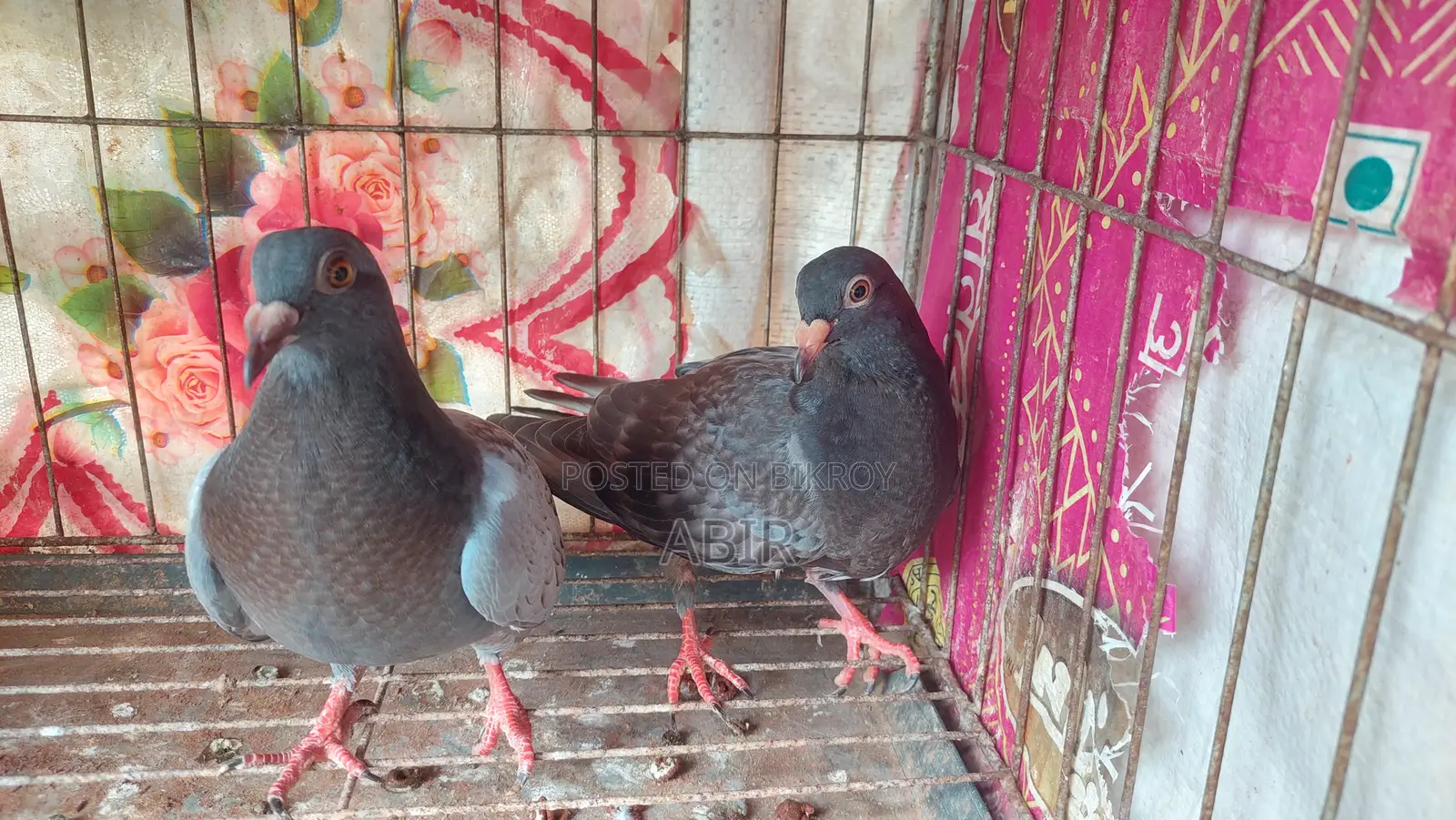 Pair of Racer Pigeons