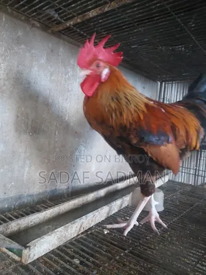 Deshi Rooster for sale